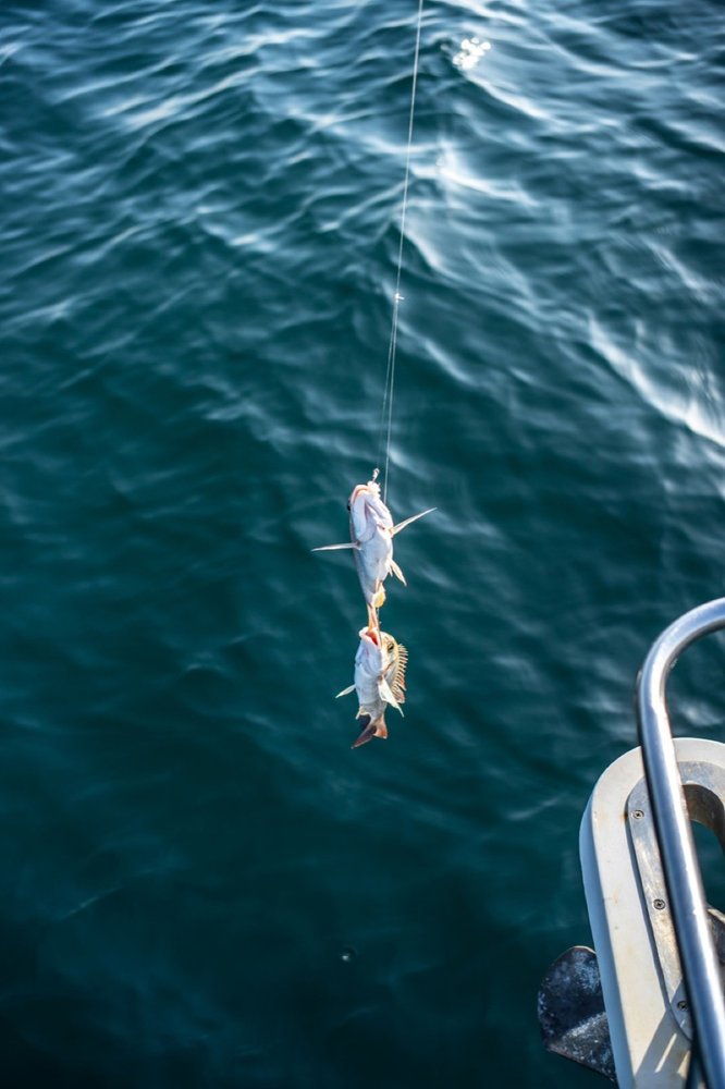 Fresh catch straight off the boat