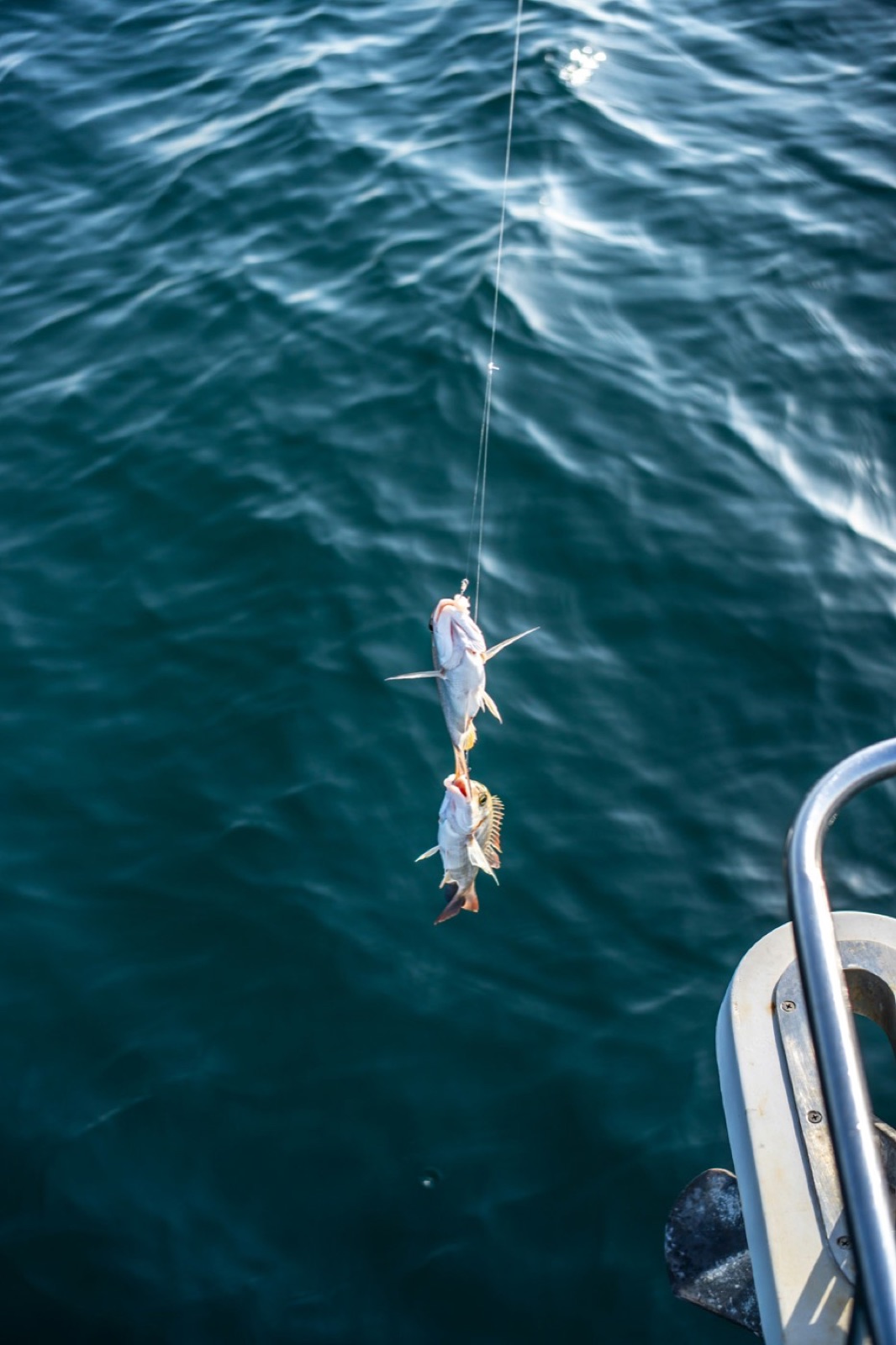 Fresh catch straight off the boat